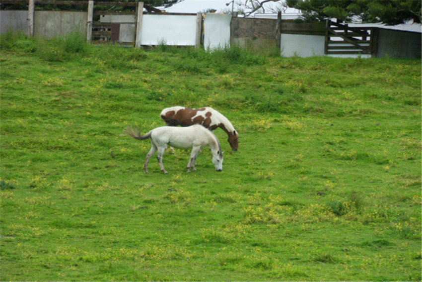 【司导推荐路线】奥克兰周边深度一日游:克利