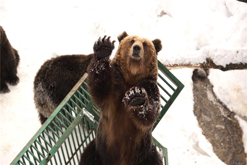 【札幌-登别温泉之旅】白色恋人巧克力工厂+登