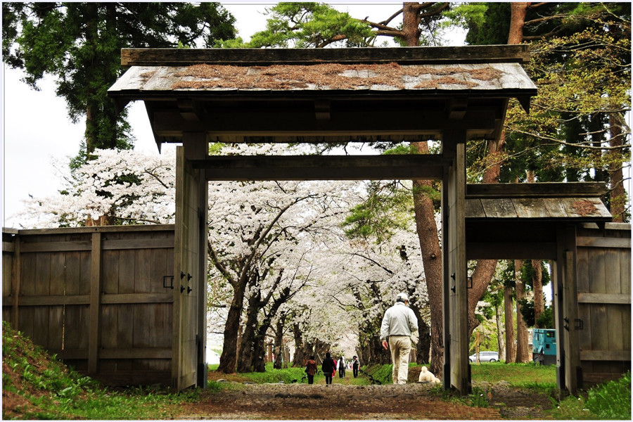 【函馆赏樱一日游】松前公园+松前藩戸切地阵