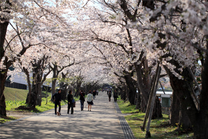 【函馆赏樱一日游】松前公园+松前藩戸切地阵